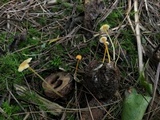 Mycena crocea image