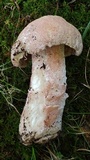 Mycogone rosea image