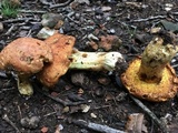 Butyriboletus taughannockensis image