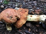 Butyriboletus taughannockensis image