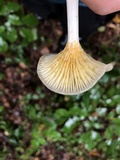 Chrysomphalina strombodes image