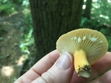 Lactifluus hygrophoroides image