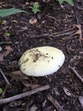 Leucopaxillus laterarius image