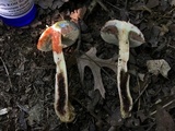 Tylopilus sordidus image