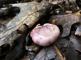 Russula vinacea image