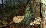 Ryvardenia campyla image