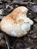 Russula compacta image