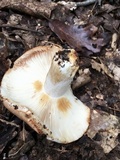 Russula compacta image