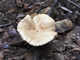 Lactarius subplinthogalus image