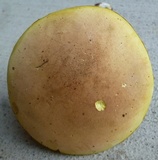 Lanmaoa pseudosensibilis image