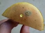 Lanmaoa pseudosensibilis image