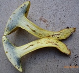 Lanmaoa pseudosensibilis image