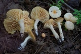 Cuphophyllus pratensis image