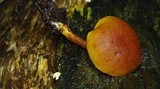 Gymnopilus ferruginosus image