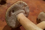 Boletus variipes image