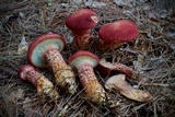 Suillus spraguei image