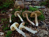 Xanthoconium affine image
