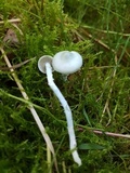 Stropharia pseudocyanea image