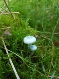 Stropharia pseudocyanea image