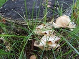 Merulius tremellosus image