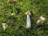 Helvella crispa image