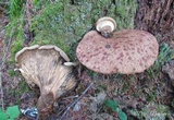 Tapinella atrotomentosa image