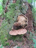 Tapinella atrotomentosa image
