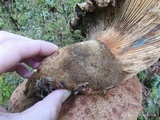 Tapinella atrotomentosa image