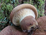 Tapinella atrotomentosa image