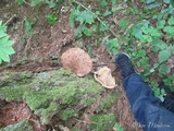 Tapinella atrotomentosa image