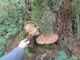 Tapinella atrotomentosa image