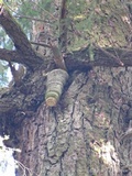Fomitopsis officinalis image