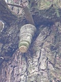 Fomitopsis officinalis image