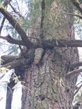 Fomitopsis officinalis image