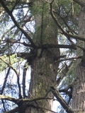 Fomitopsis officinalis image