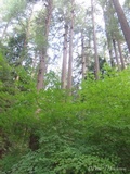 Fomitopsis officinalis image