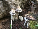 Coprinopsis variegata image
