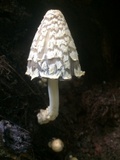 Coprinopsis variegata image