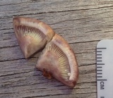 Lactarius pallescens image