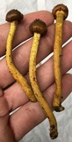 Tolypocladium longisegmentatum image