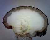 Tolypocladium longisegmentatum image