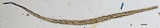 Tolypocladium longisegmentatum image