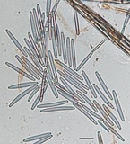 Tolypocladium longisegmentatum image