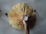 Lactarius lignyotus var. nigroviolascens image