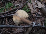 Lactarius lignyotus var. nigroviolascens image