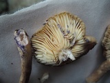 Lactarius lignyotus var. nigroviolascens image