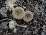 Lactarius lignyotus var. nigroviolascens image