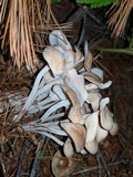 Gymnopus confluens image