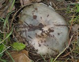 Russula cyanoxantha image