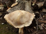 Tricholoma saponaceum image
